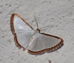 Leuciris fimbriaria
