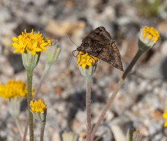 Euclidia ardita
