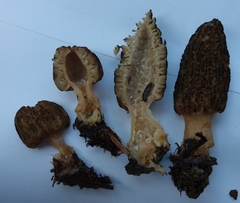 Morchella importuna
