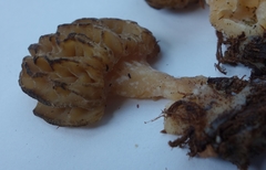 Morchella importuna