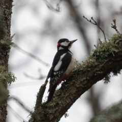Dendrocopos major hispanus