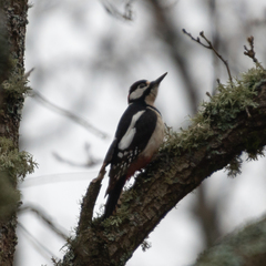 Dendrocopos major hispanus