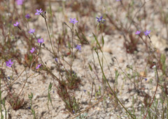 Gilia tenuiflora