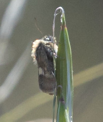 Heliolonche joaquinensis