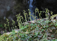 Asimitellaria pauciflora
