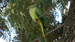 Psittacula krameri