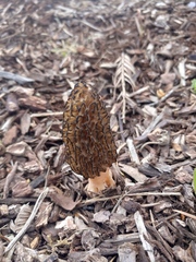 Morchella importuna