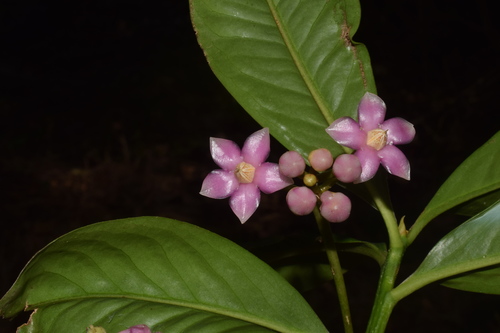China-shrub (Ardisia solanacea)