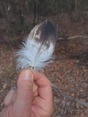 Haliaeetus
