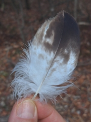 Haliaeetus