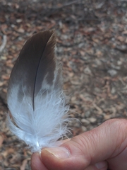 Haliaeetus