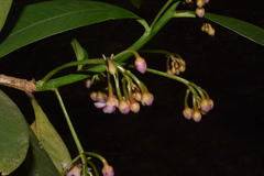 Ardisia solanacea