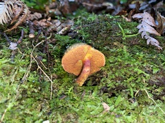 Amoenoboletus mcrobbii