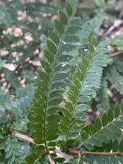 Phyllanthus lamprophyllus