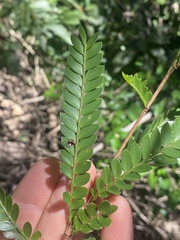 Phyllanthus lamprophyllus