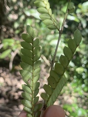 Phyllanthus lamprophyllus