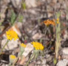 Xanthothrix neumoegeni