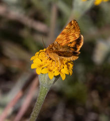 Xanthothrix neumoegeni