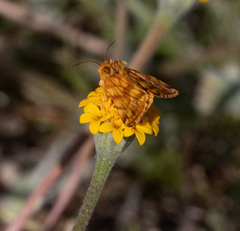 Xanthothrix neumoegeni