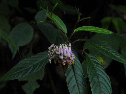 Polygala tricholopha