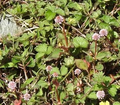 Persicaria capitata