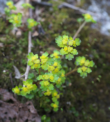 Chrysosplenium flagelliferum