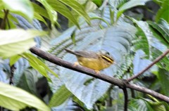 Schoeniparus cinereus