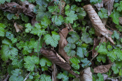 Asimitellaria pauciflora