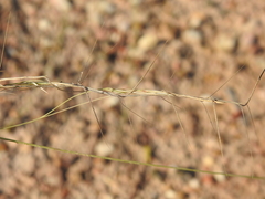 Aristida warburgii