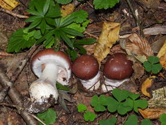 Cortinarius praestans