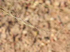 Aristida warburgii