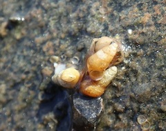 Peringia ulvae