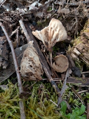 Helvella costifera