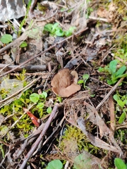 Helvella costifera