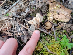 Helvella costifera