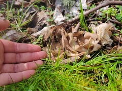 Helvella costifera
