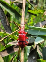 Dicelosternus corallinus