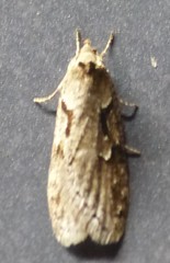 Semioscopis steinkellneriana