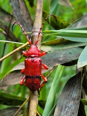 Dicelosternus corallinus