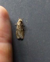 Semioscopis steinkellneriana