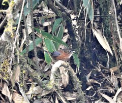 Spelaeornis troglodytoides