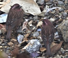 Carpodacus edwardsii