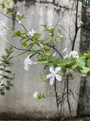 Wrightia antidysenterica