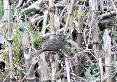 Carpodacus edwardsii