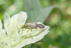 Closterotomus putoni