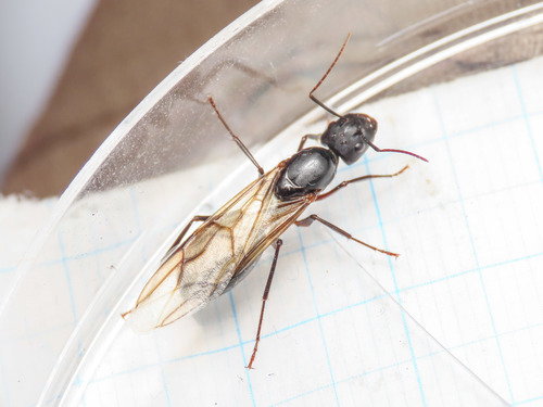 Indian Black Ant photo 4