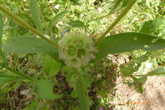 Lomelosia prolifera