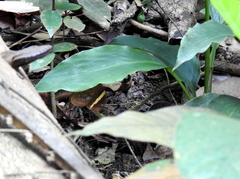 Xanthotaenia busiris