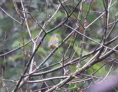 Pteruthius melanotis