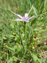 Geropogon hybridus
